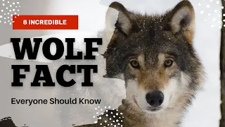 Incredible Wolf Facts Everyone Should Know