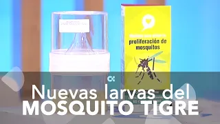 Nuevas larvas del mosquito tigre