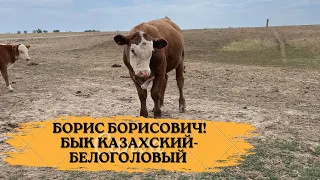 Борис Борисович | Бык казахский-белоголовый 5 месяцев