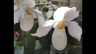 Фаленопсисы, пафиопедилумы и другие. Цветение орхидей в Апреле 2023.