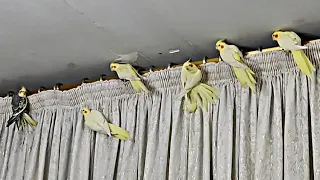 Cockatiels' free flight at home