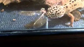 my leopard gecko eat dragonfly