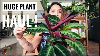 I got 15 new plants and pots | Huge plant haul!