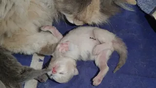 Mother Cat Finally Stimulating Her Cute Kittens But Still Not Grooming Them