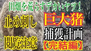 田畑を荒らす巨大猪捕獲計画【完結編】