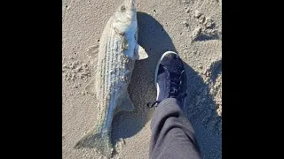 Striped Bass Blitzing Adult Bunker in NJ on 11/27/21