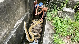 QUYEN FISHING123 | 4 hunters caught a pair of giant pythons weighing 300kg in a deep water tank