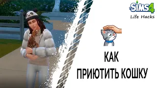 Как приютить кошку в Симс 4