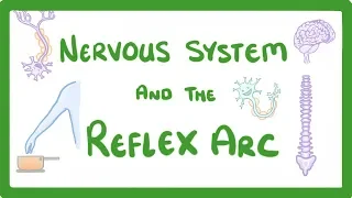 GCSE Biology - Nervous System and Reflex Arc  #58