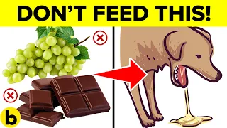 9 COMMON Foods That Will Kill Your Dog! - Keep These Away ⚠️