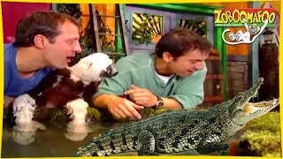 🐵 Zoboomafoo 🐊 with the Kratt brothers! CROCODILIAN | Full Episode | Animal Show for Kids