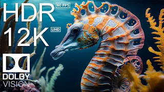 12K HDR 60FPS DOLBY VISION - UNDERWATER KINGDOM - With Meditation Music (Colorfully Dynamic)