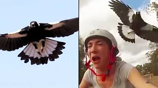 Ozzy Man Reviews: MAGPIES