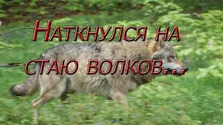 Нарвался на стаю волков!!! Еле ноги унес....