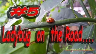 Ladybug on the Road  #5 ..The road of Fortune :-) (: Minuscule Coccinella Insects :)