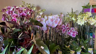🌸 ПРОДАЖА ОРХИДЕЙ 29.09.22 Редкие Эксклюзивные сорта обзор орхидей. Купить орхидею почтой