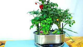 Aerogarden Bounty - Growing Tomatoes & Peppers