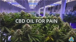 CBD Oil for Pain