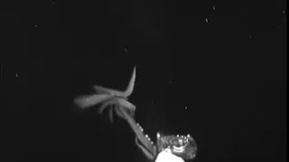 Giant Squid Captured on Video in the U.S. GoM
