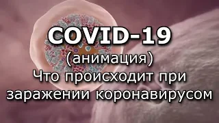 COVID-19 Анимация - Что происходит при заражении коронавирусом