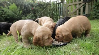 Cocker Spaniel Puppies | 5 Weeks Old