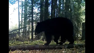 Tracking Black Bears;  Sign, Bathrooms, and Beds