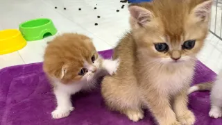 "You are not my sister!" - reaction of mom cat and her kittens to an adopted kitten