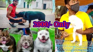 Cheapest Dog Market In India | Wholesale/Retail | Pitbull,American Bully,Lhasa, pug dog market.