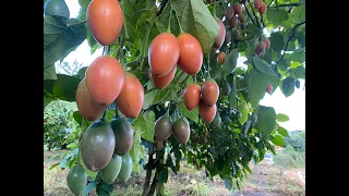 Travesía Colinagro: Cultivo de Tomate de árbol en Antioquia
