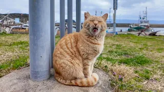 When I stroked a ginger tabby cat on the roadside, a tabby cat also came over to be petted.