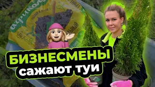 Как посадить туи? Сажаем туи впервые в жизни! Бизнесмены на огороде