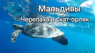 28 серия. Мальдивы. Утро на Fihalhohi. Завтрак. Снорклинг, черепаха и скат-орляк.