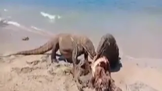 Komodo Dragons eat a deer on the Beach compilation