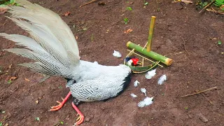 living in the forest create amazing bamboo trap to catch white pheasant