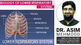 Biology of Lower Respiratory Tract | Hindi / Urdu