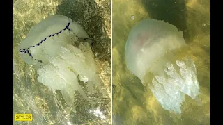 Нашествие медуз на курорты Азовского моря: отдыхающие показали "правдивое" видео.