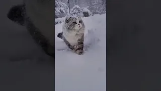 Коты и первый снег