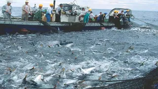 Amazing commercial fishing on the sea, Net Fishing Tuna, Catch Hundreds Tons Tuna on Boat!!