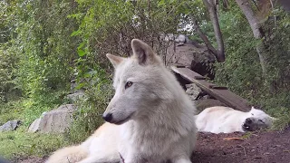 Laziest Wolf Howls a Duet