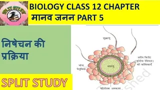 14. Biology class 12/Chapter 3/मानव जनन(Human Reproduction)/Part 5