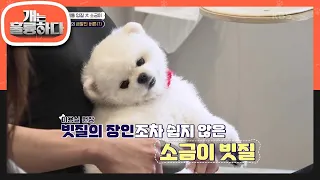 갑자기 돌변해 입질 공격을 퍼붓는 소금이! 급기야 유혈사태 발생?!😨 [개는 훌륭하다/Dogs Are Incredible] | KBS 240415 방송