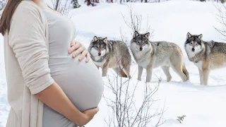 Ein Wolfsrudel rettet eine schwangere Frau in einem Schneesturm. Was mit ihr geschah, verblüfft!