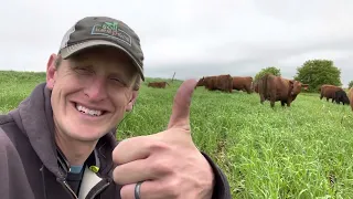 Grazing spring cover crops