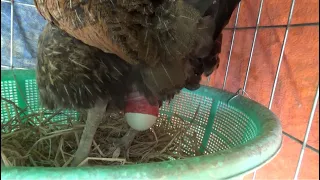 Close-up of Chicken Laying An Egg