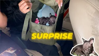 PICKING UP TEACUP CHIHUAHUA PUPPIES