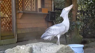 Lunch time, The oldest shoebill in Izu shaboten zoo, Japan / ハシビロコウの食事