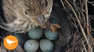 Bird Chick Chokes to Death from Overfeeding