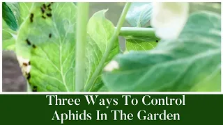 Three Ways To Control Aphids in the Garden|Gardening 101|Aphid control