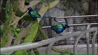 Amazing Birds at Owens & Scripps Aviary at San Diego Zoo in 2023!~Part 3