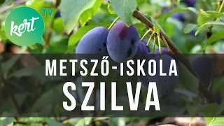 Szilvafa metszése | kert TV metsző-iskola